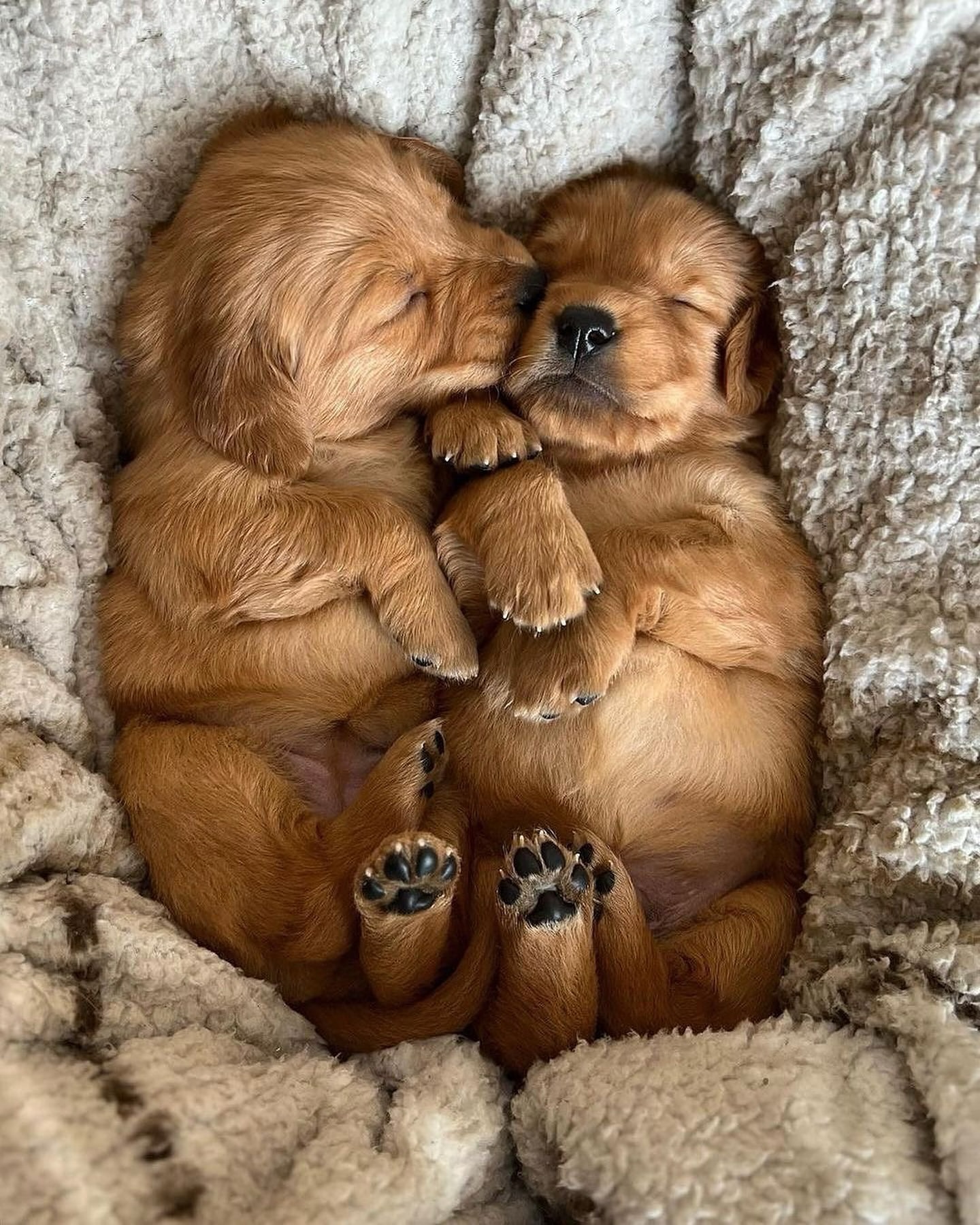 Two Sleeping Golden Retriever Puppies