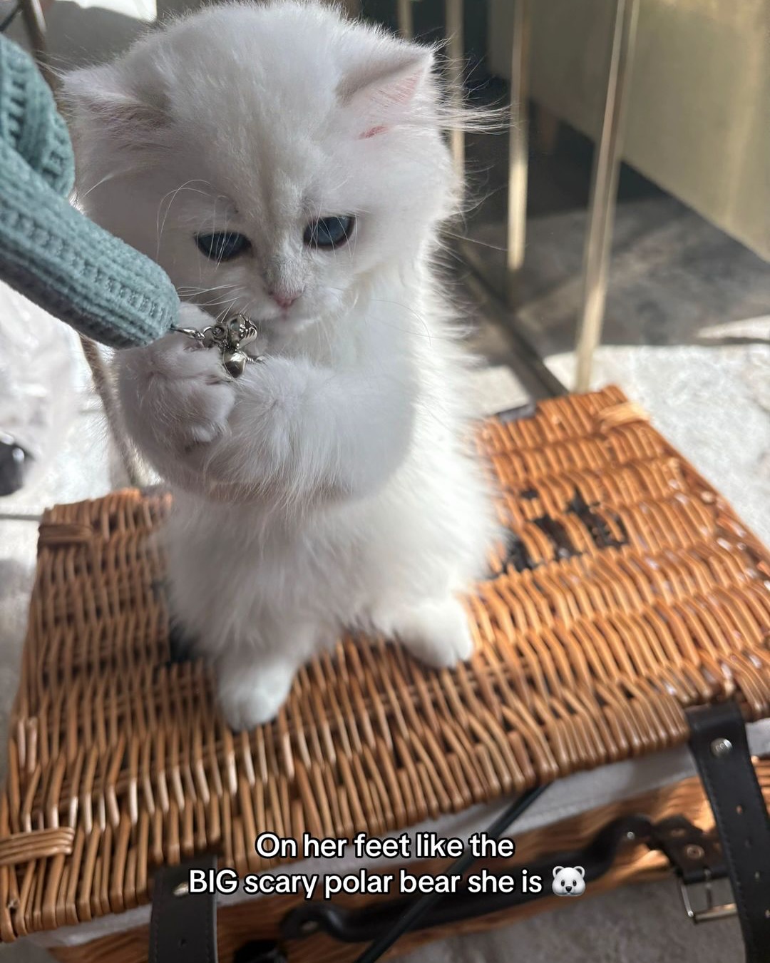 Fluffy White Kitten Holding Keychain