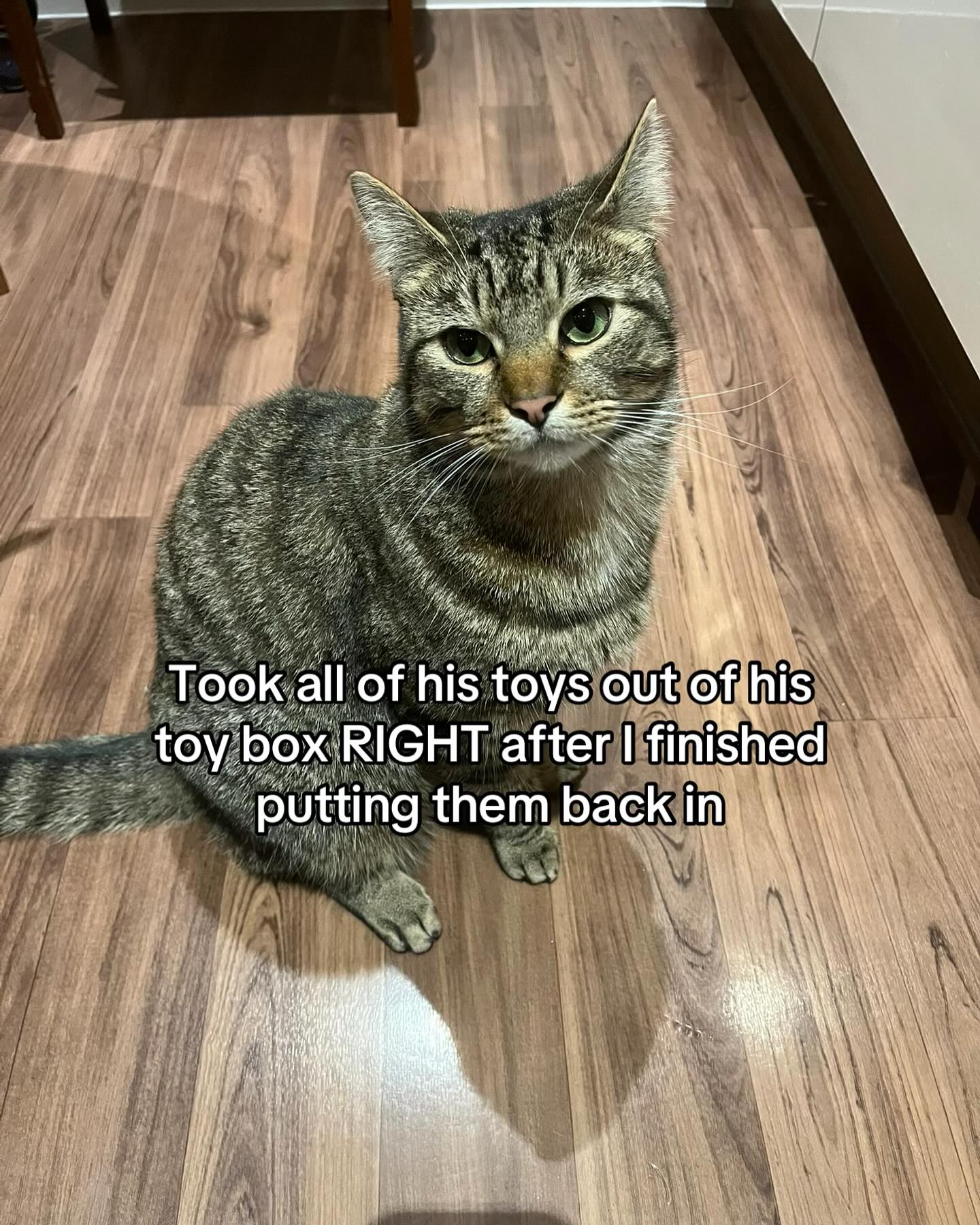 Mischievous Tabby Cat Meme