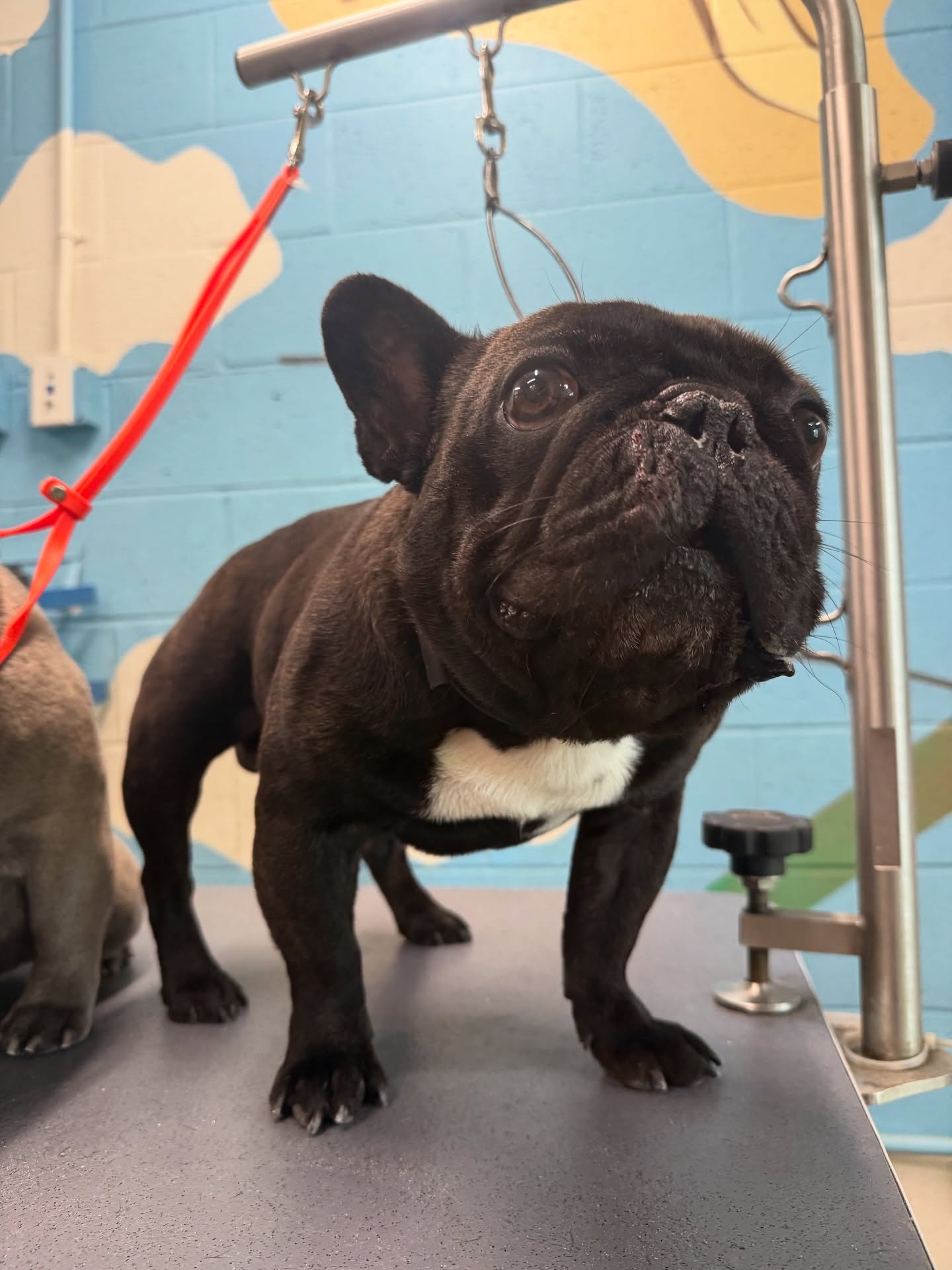 Black French Bulldog on Grooming Table