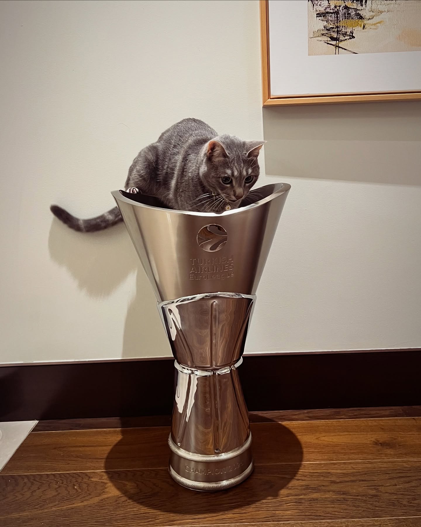 Grey Cat Sitting In Championship Trophy