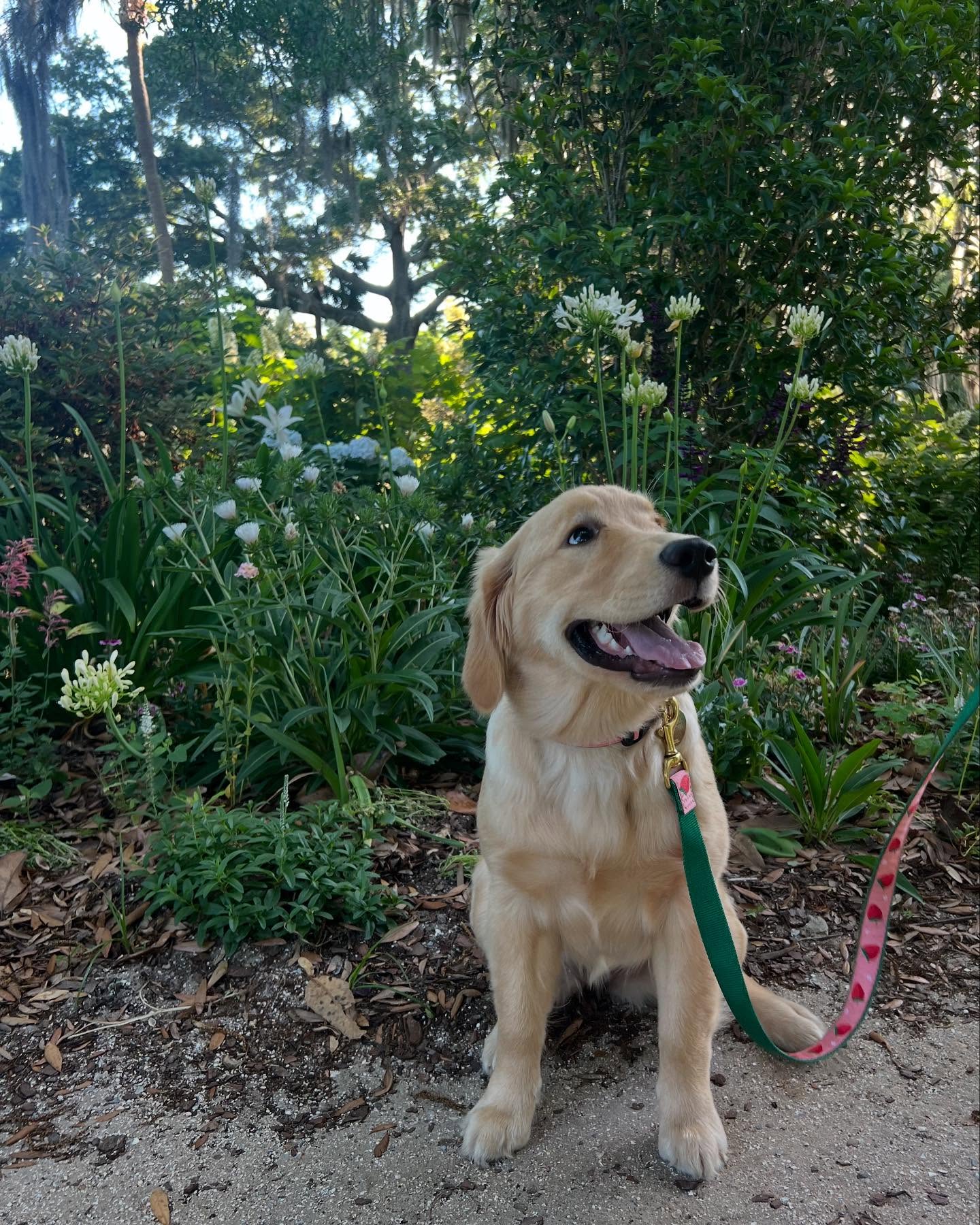 Golden Retriever Sitting In Garden