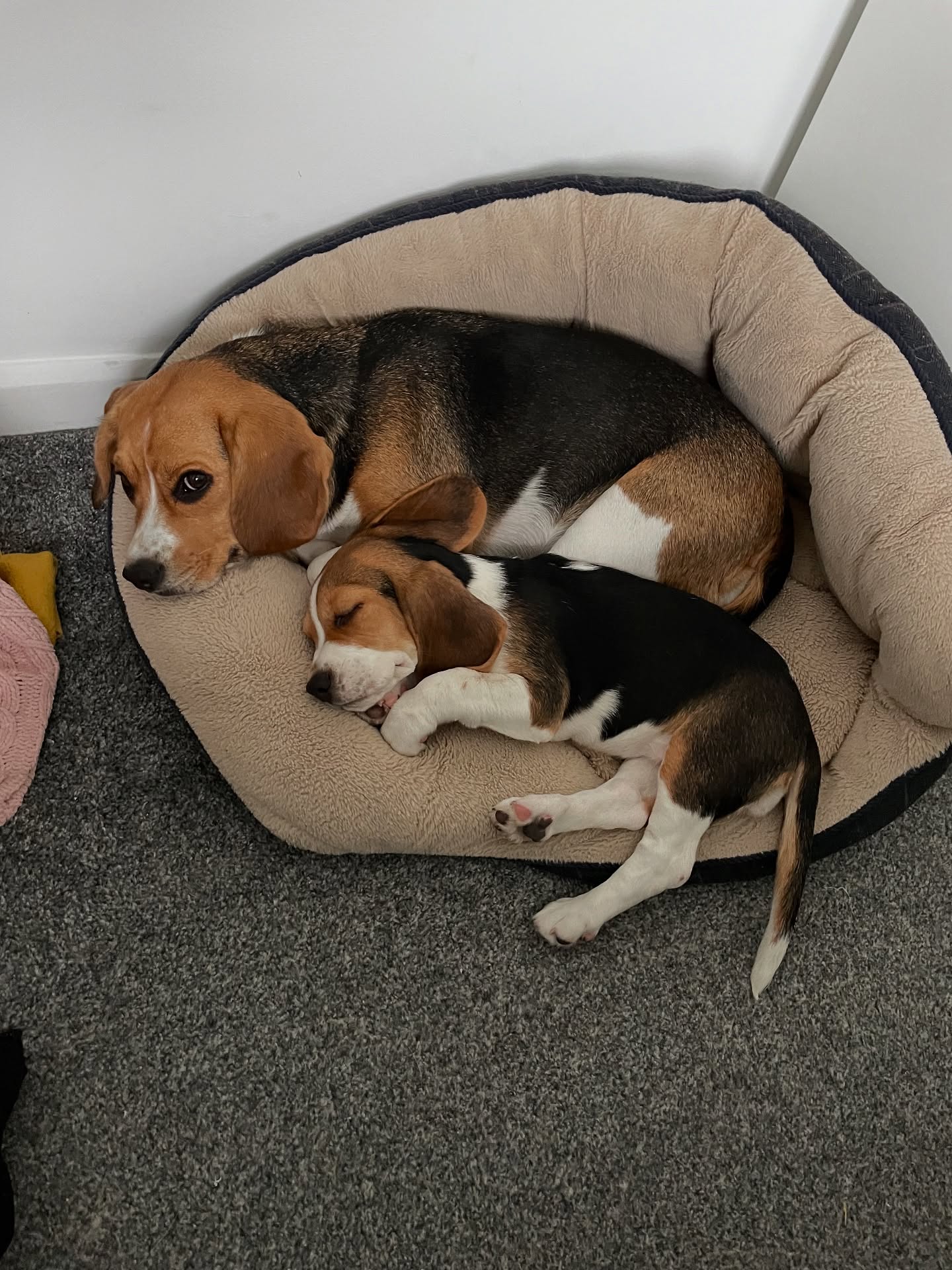 Two Beagles Resting in a Dog Bed