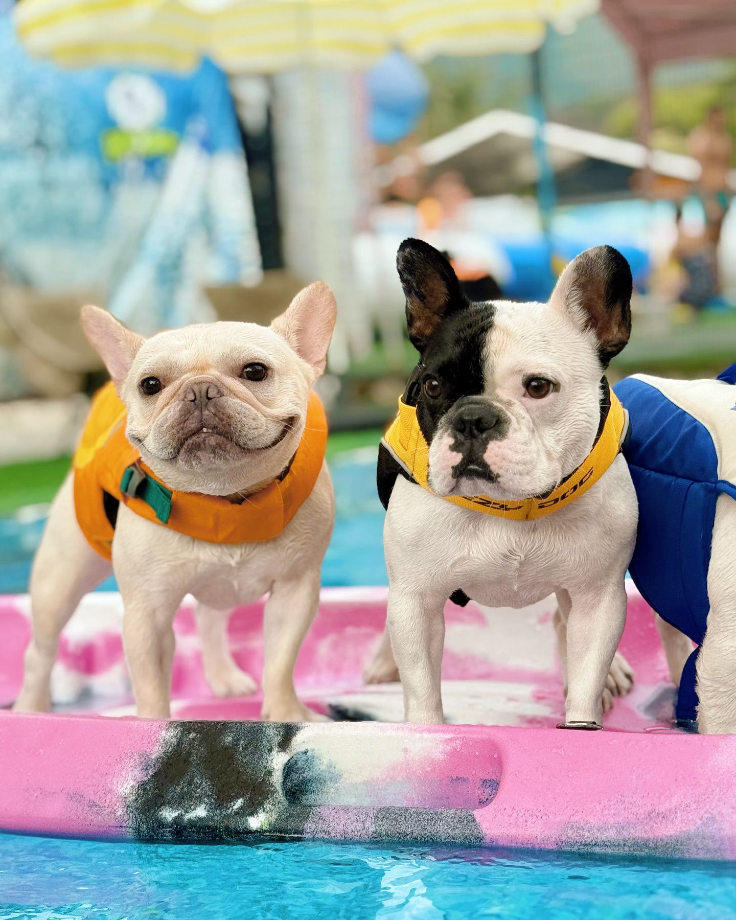 Two French Bulldogs in Pool