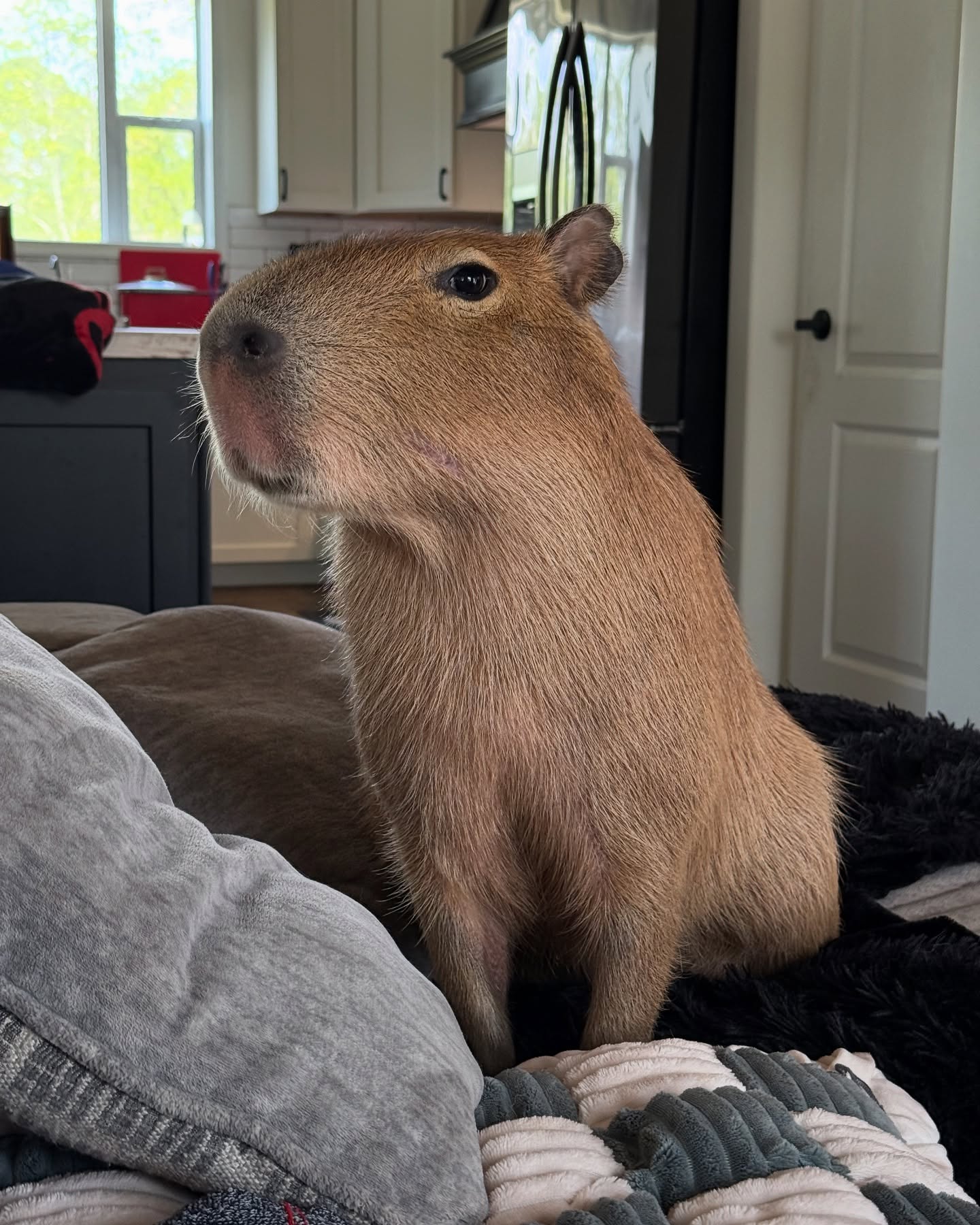 Pet Capybara on Indoor Bedding