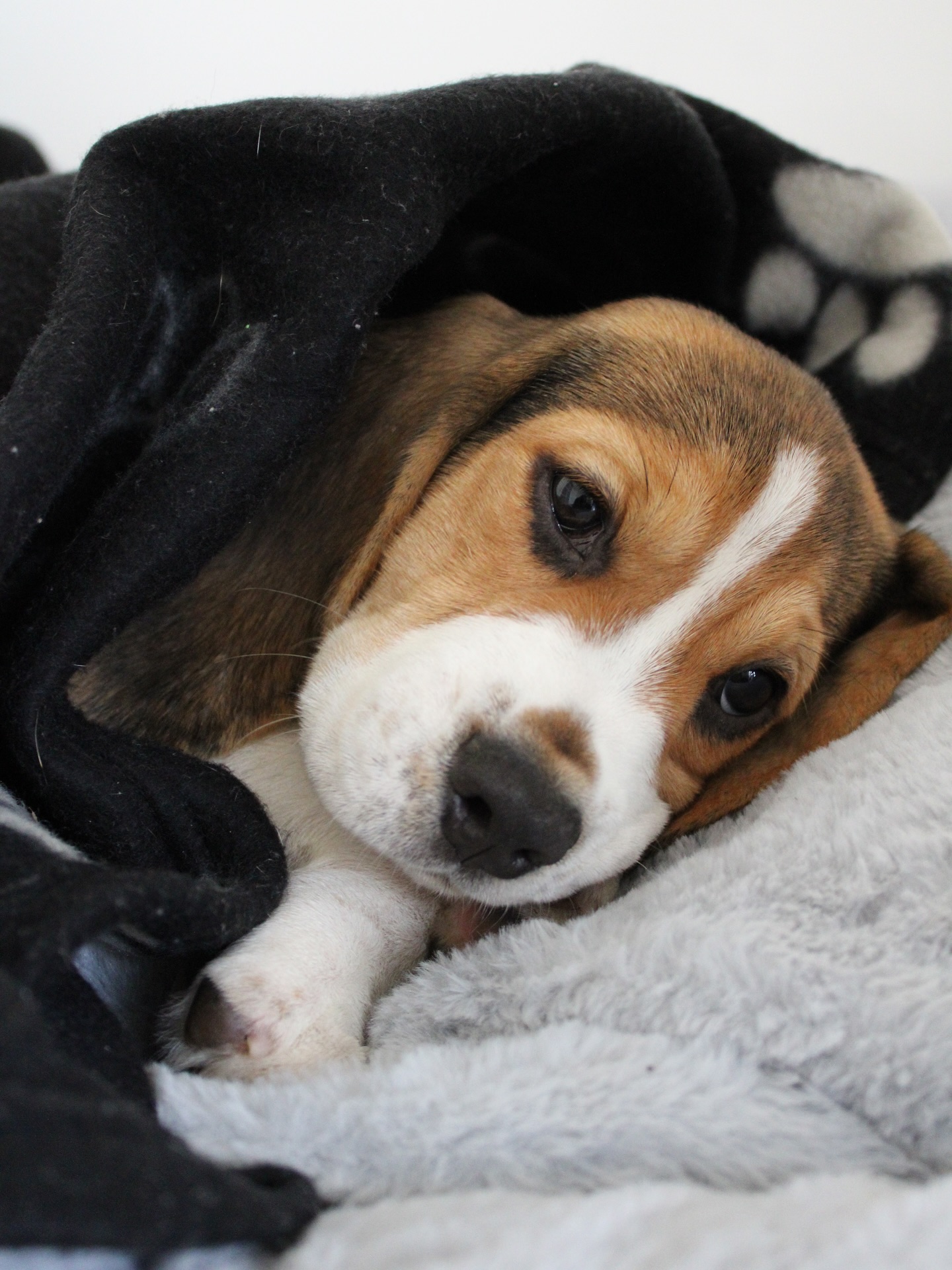 Beagle Puppy Snuggled In Blankets