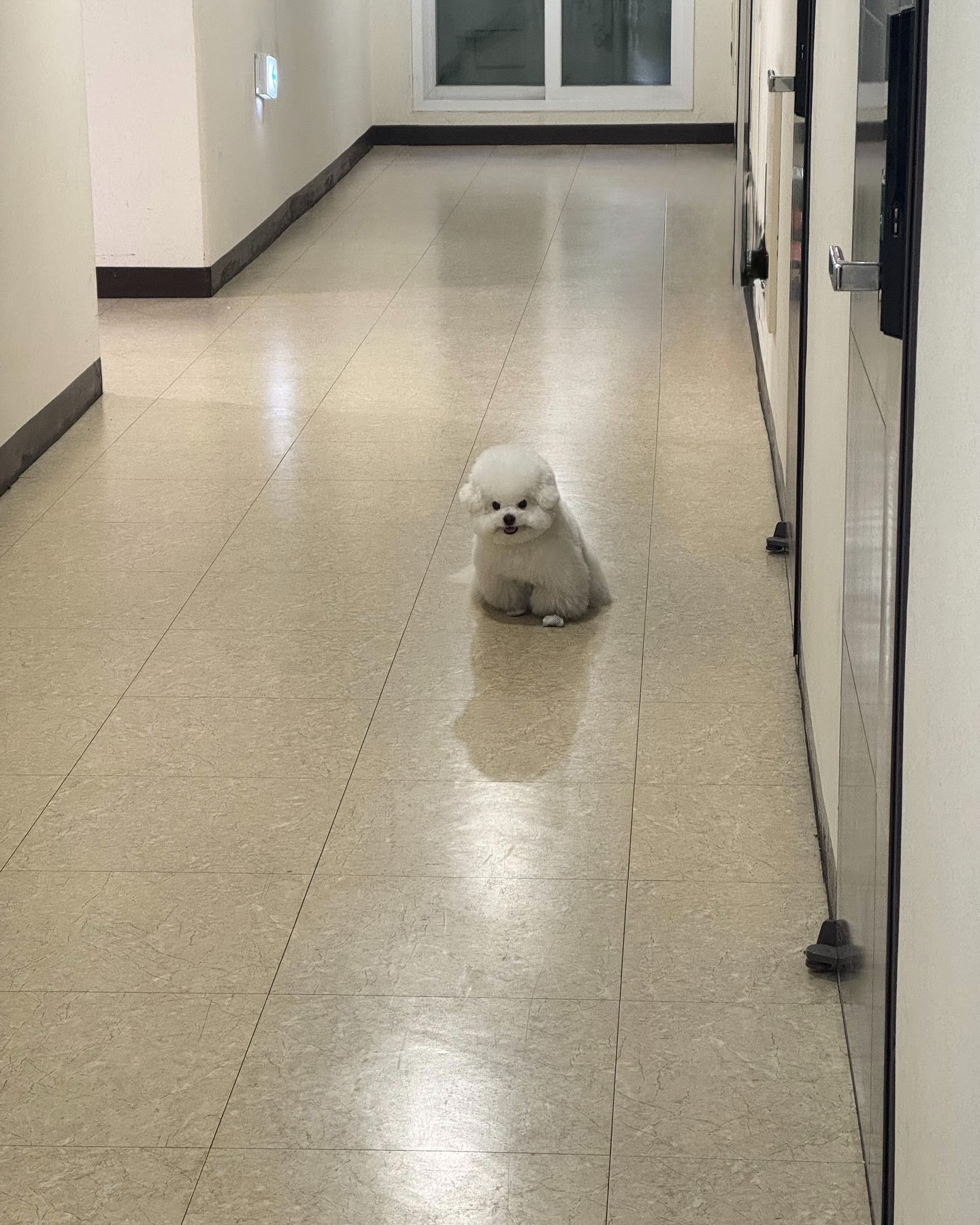 Fluffy White Dog Sitting in Hallway