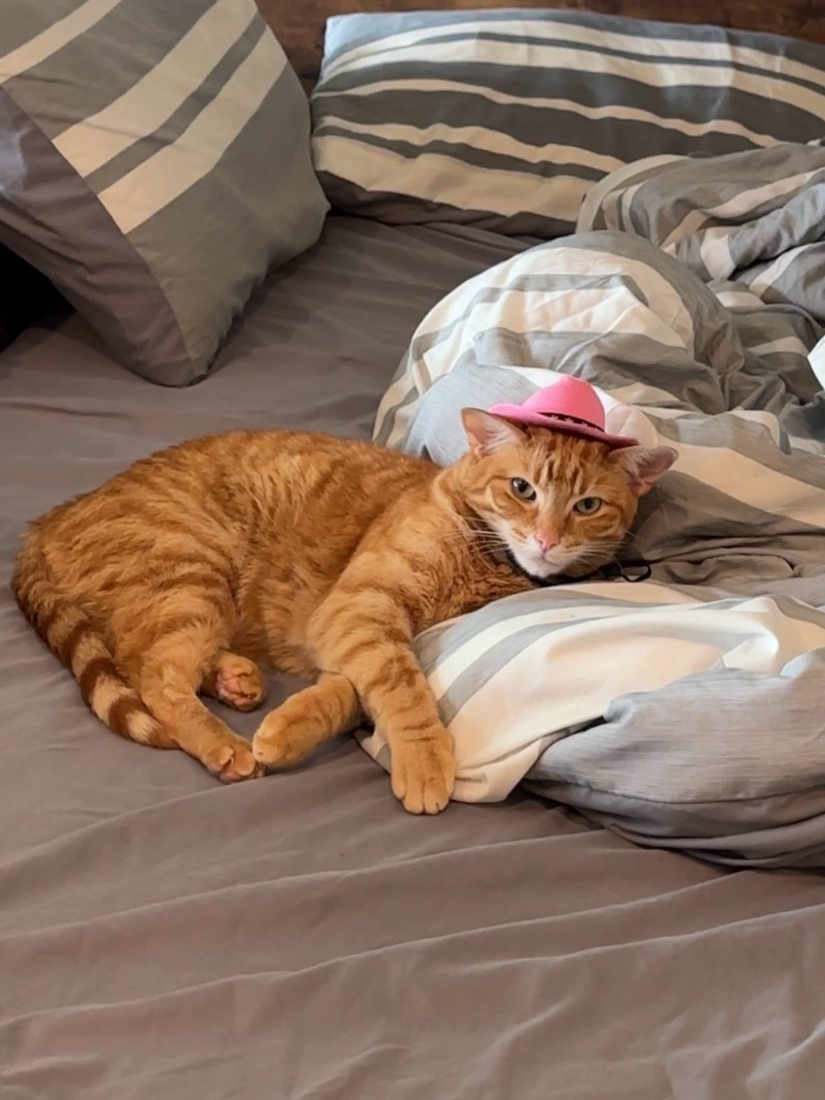 Orange Tabby Cat Wearing Pink Hat