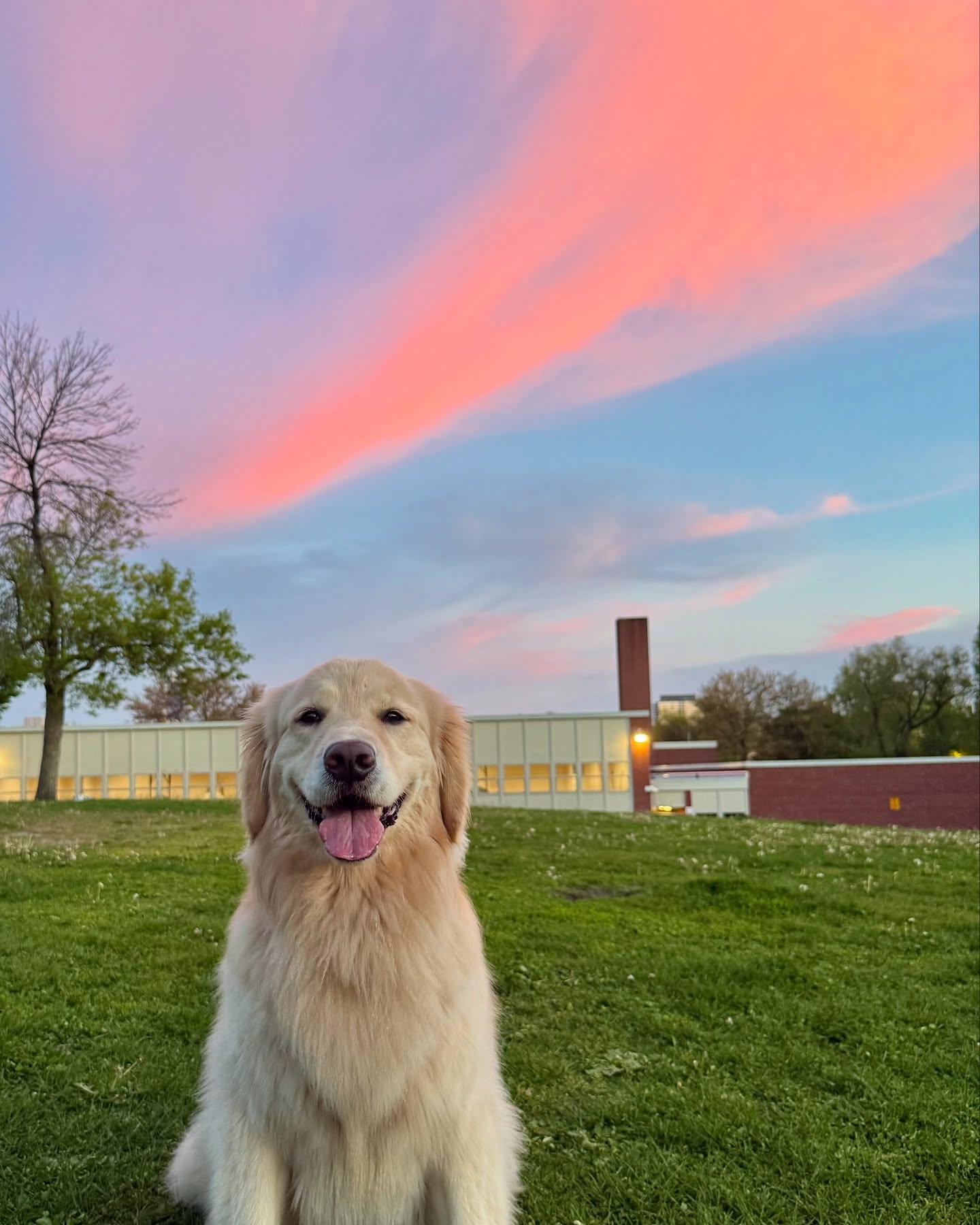 Happy Golden Retriever at Sunset