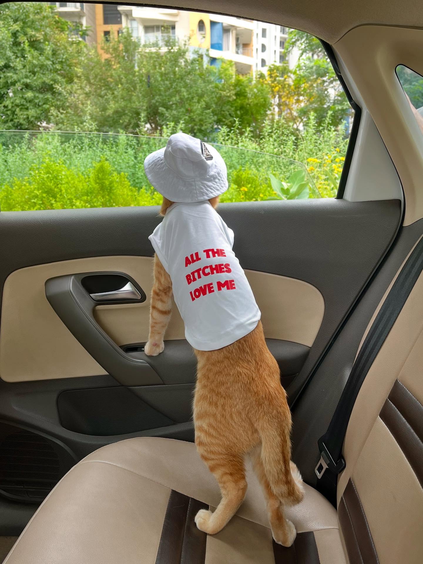 Dressed Ginger Cat Looking Out Car Window