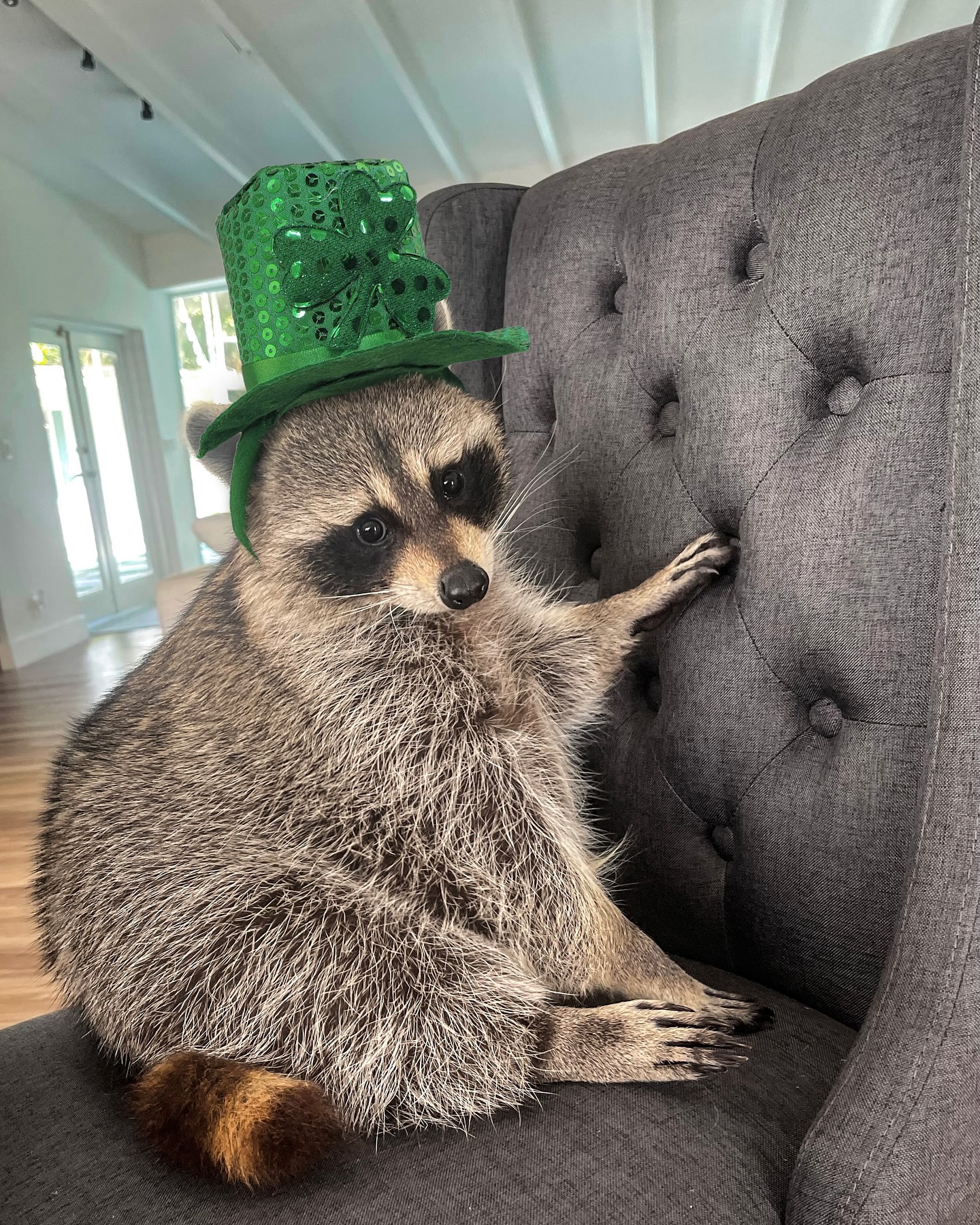 Raccoon Wearing St. Patrick's Day Hat