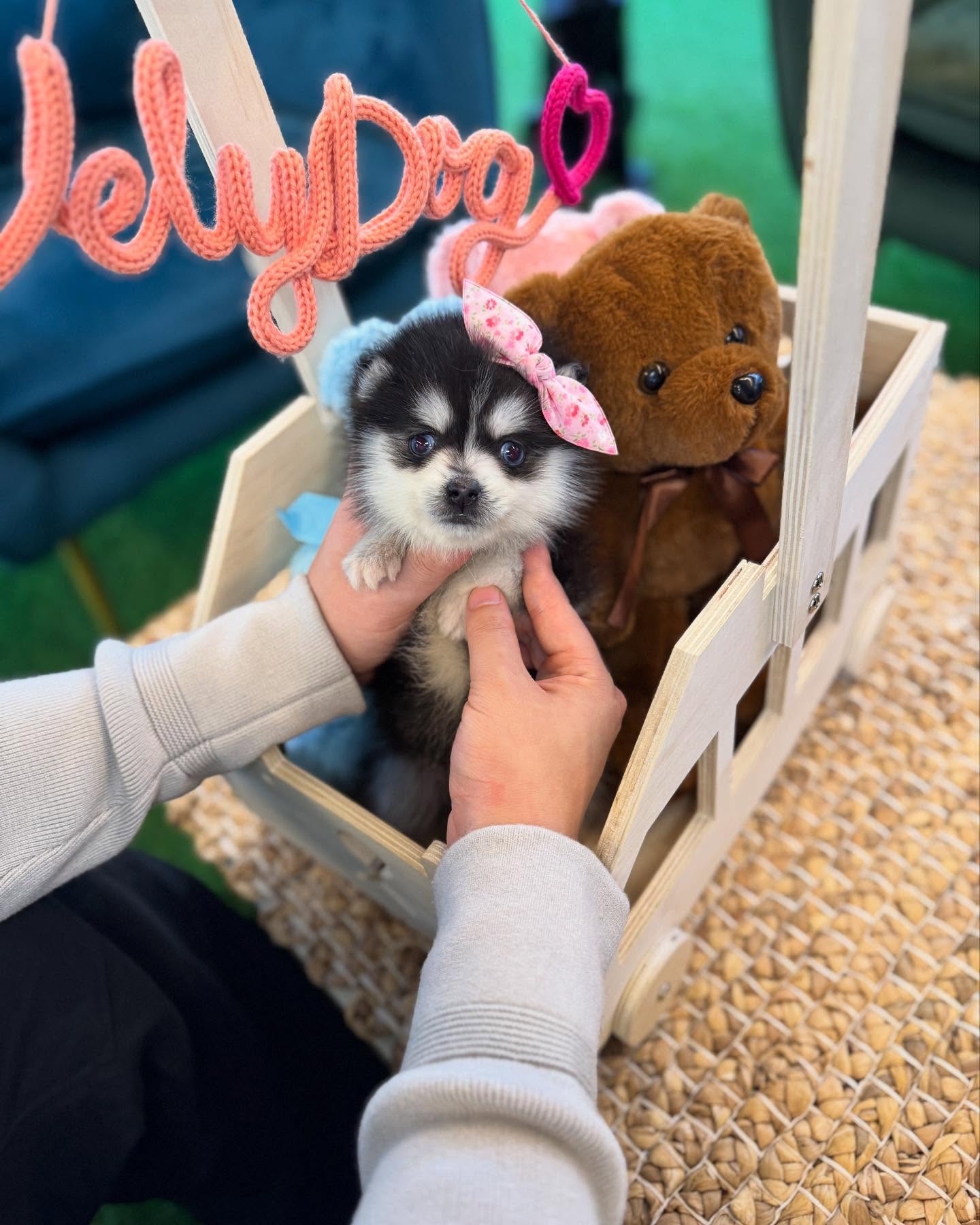 Adorable Tiny Puppy With Pink Bow