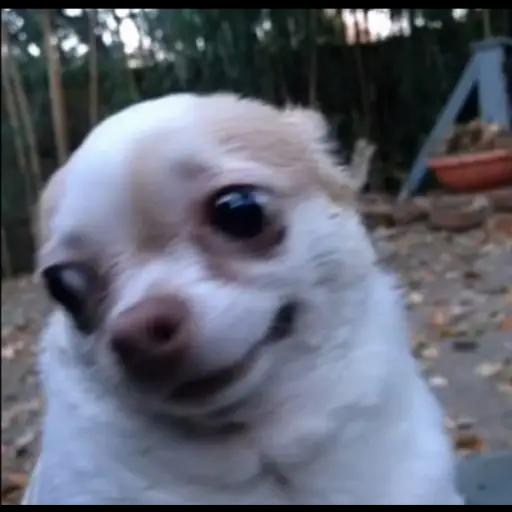 Smiling Small White Dog
