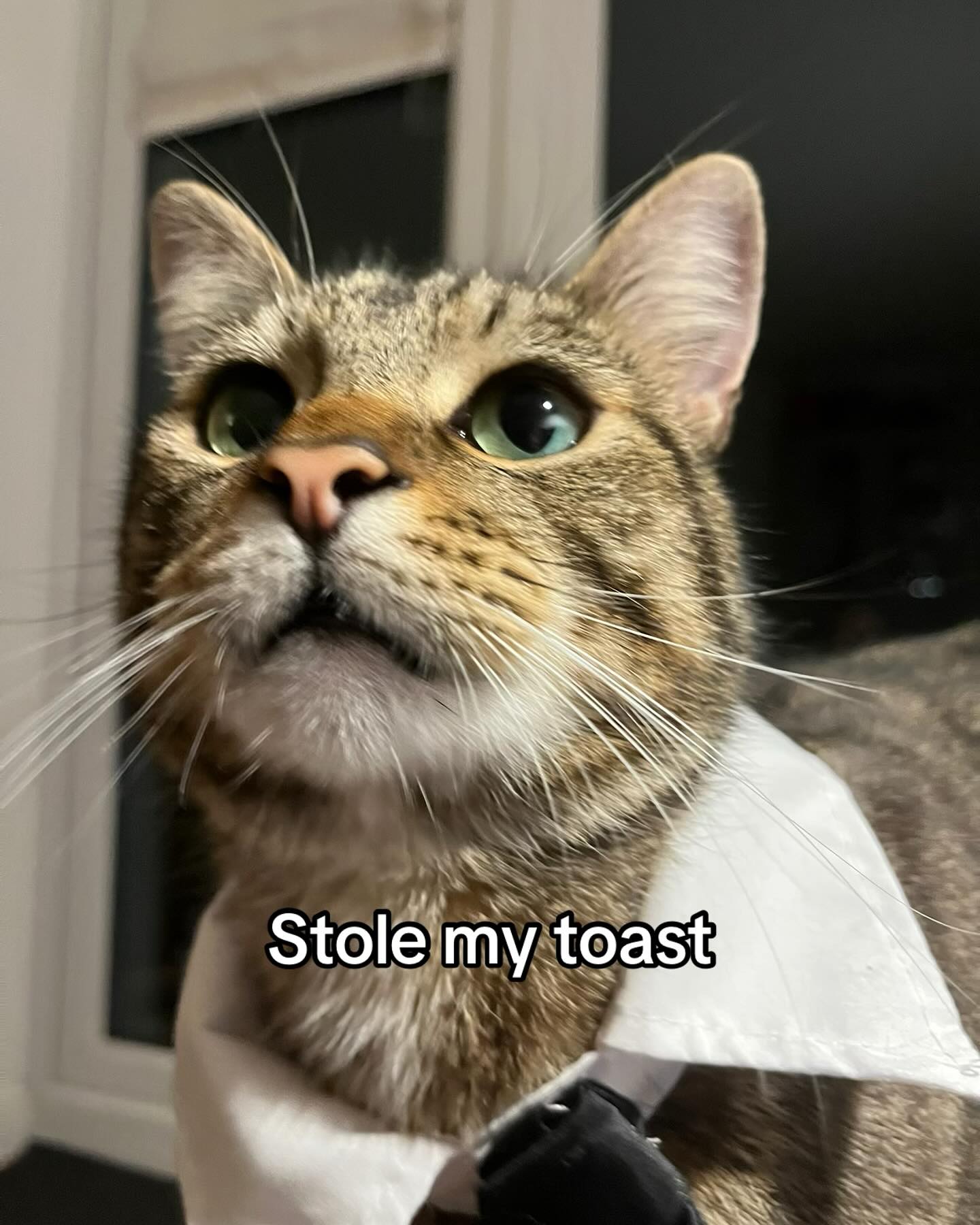 Stole My Toast Cat Meme