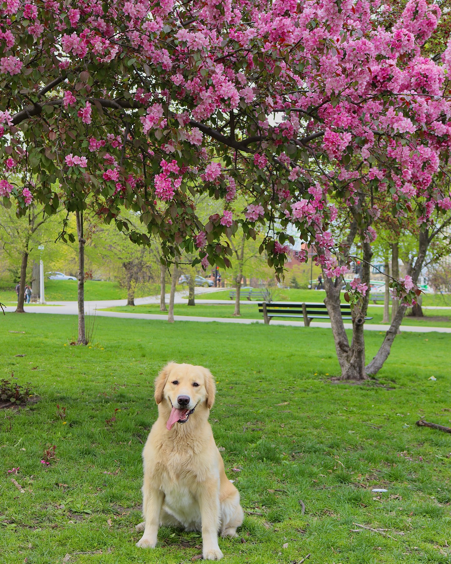 Golden Retriever Under Pink Blossom Tree