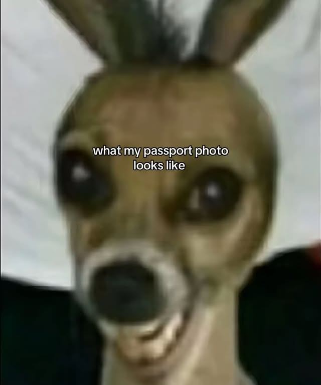 Passport Photo Meme Dog