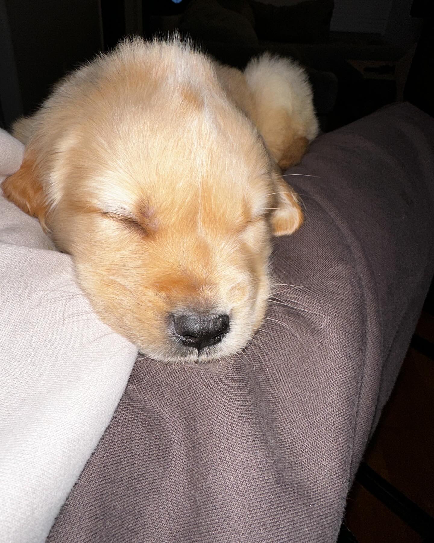 Sleeping Golden Retriever Puppy