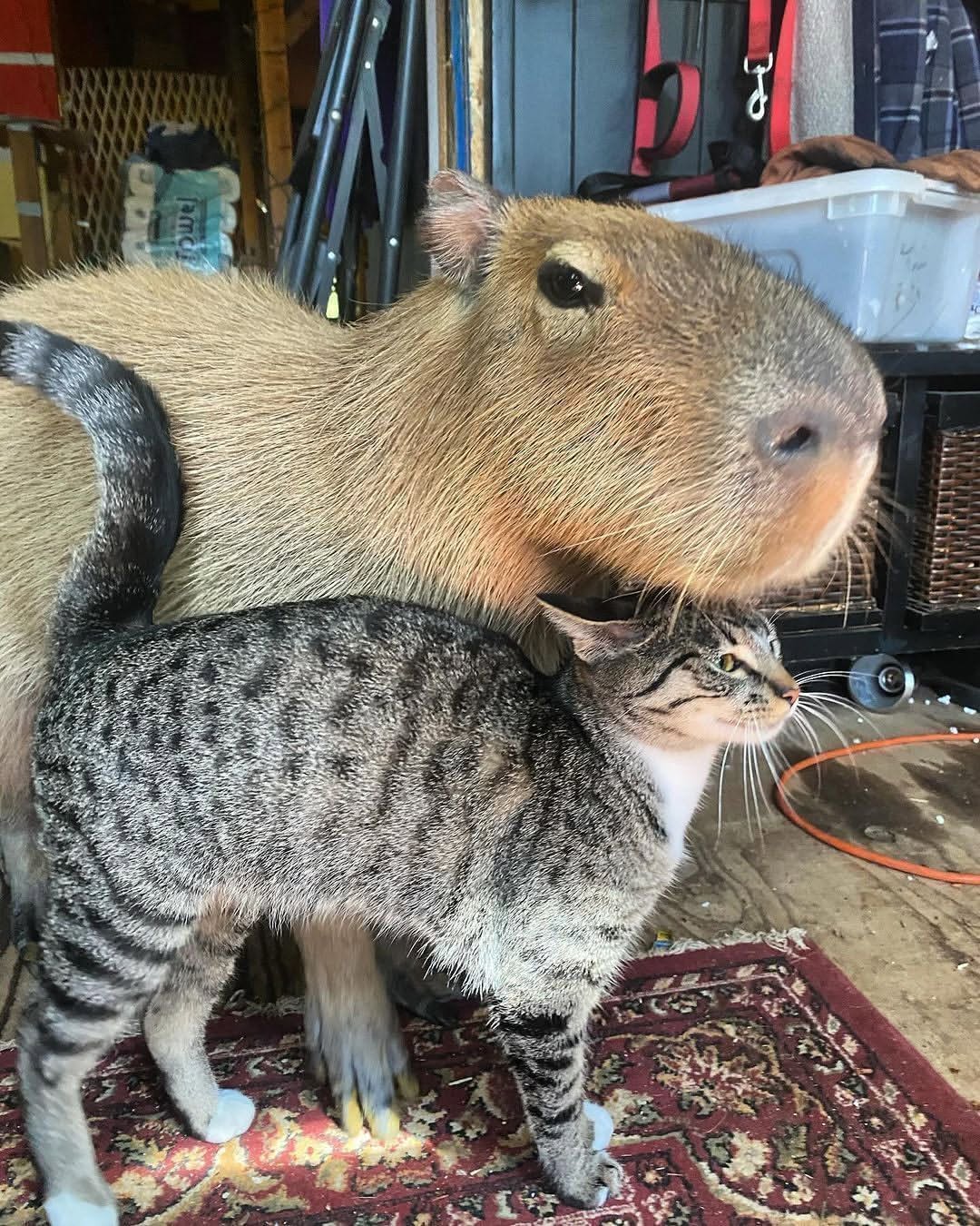 Image 7817 — Pets