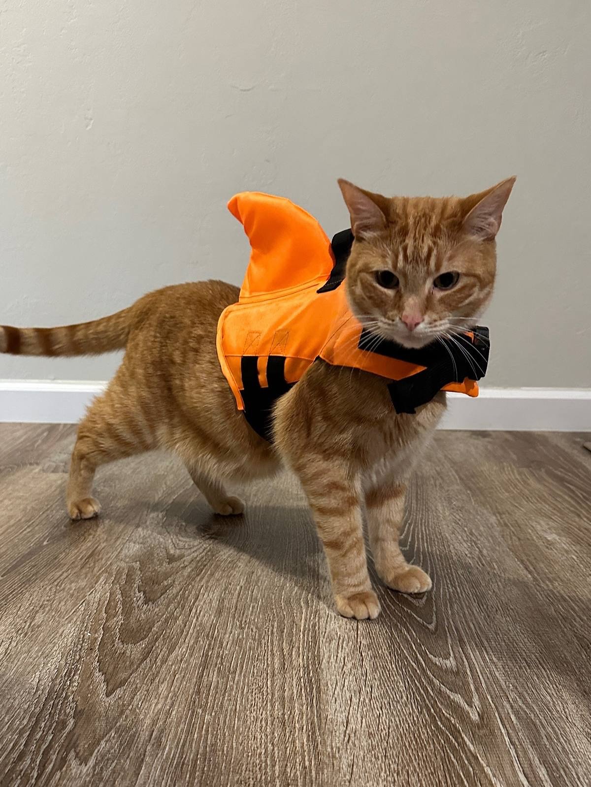 Orange Tabby Cat Wearing Shark Costume