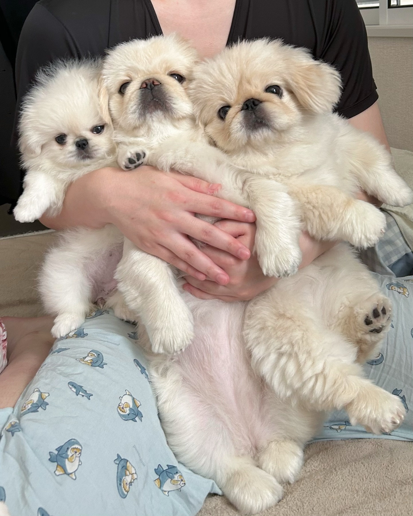 Three Cute Fluffy Puppies