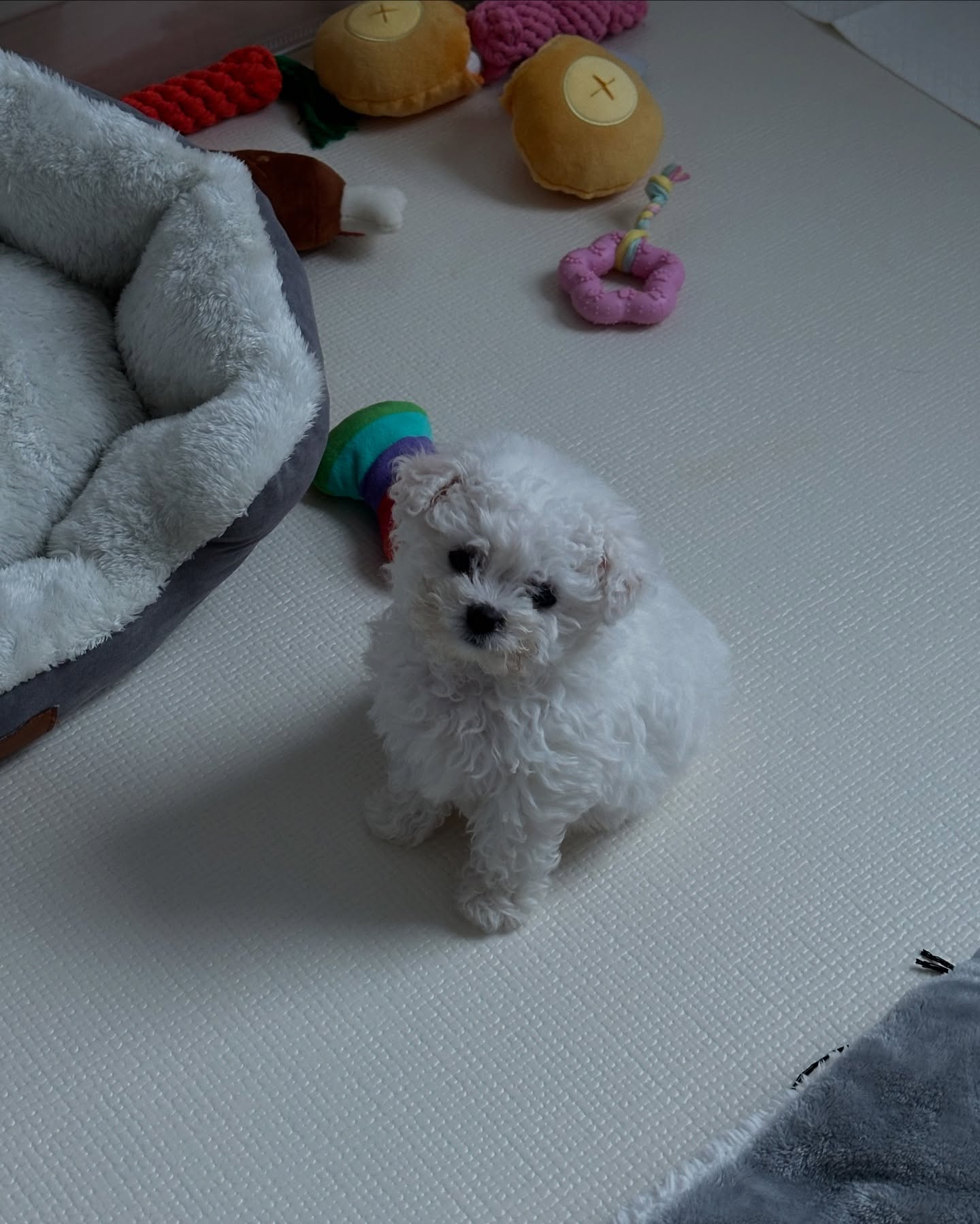 Fluffy White Puppy With Dog Toys