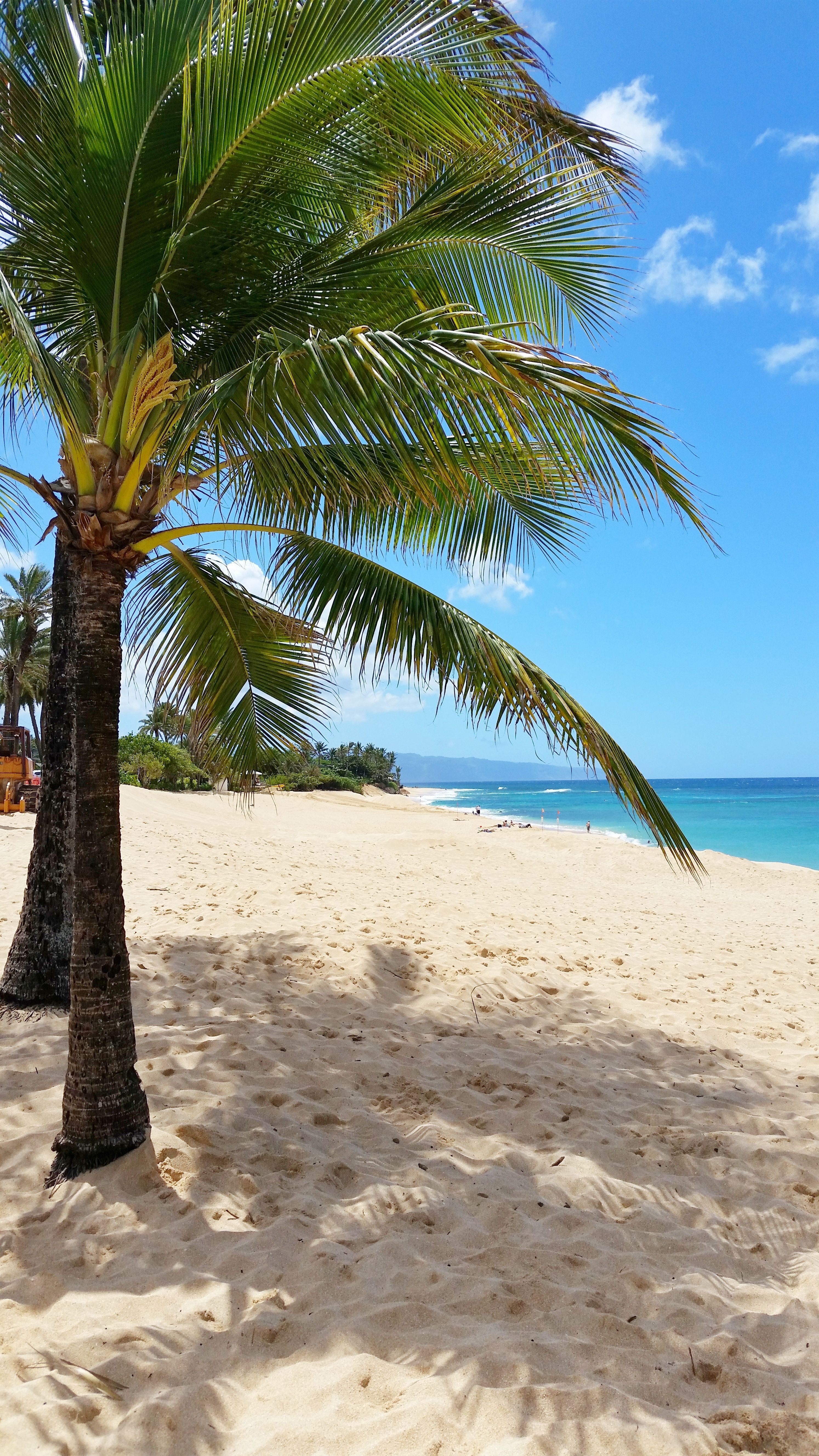 Tropical Beach With Palm Tree