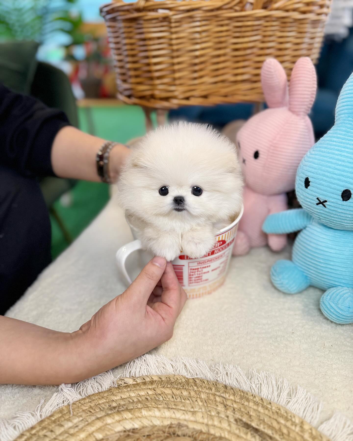 Tiny White Pomeranian Puppy in Cup