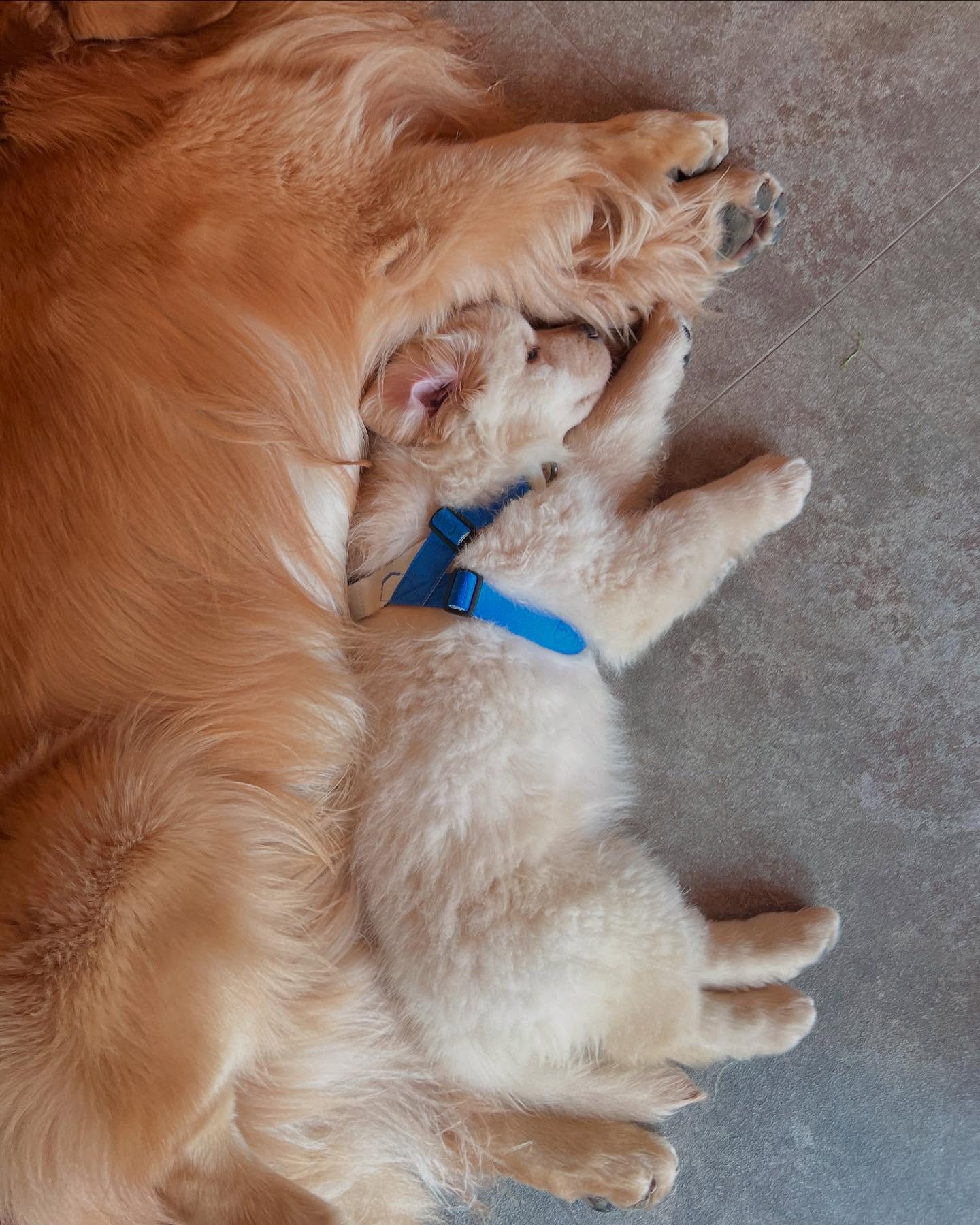 Two Golden Retrievers Cuddling While Sleeping