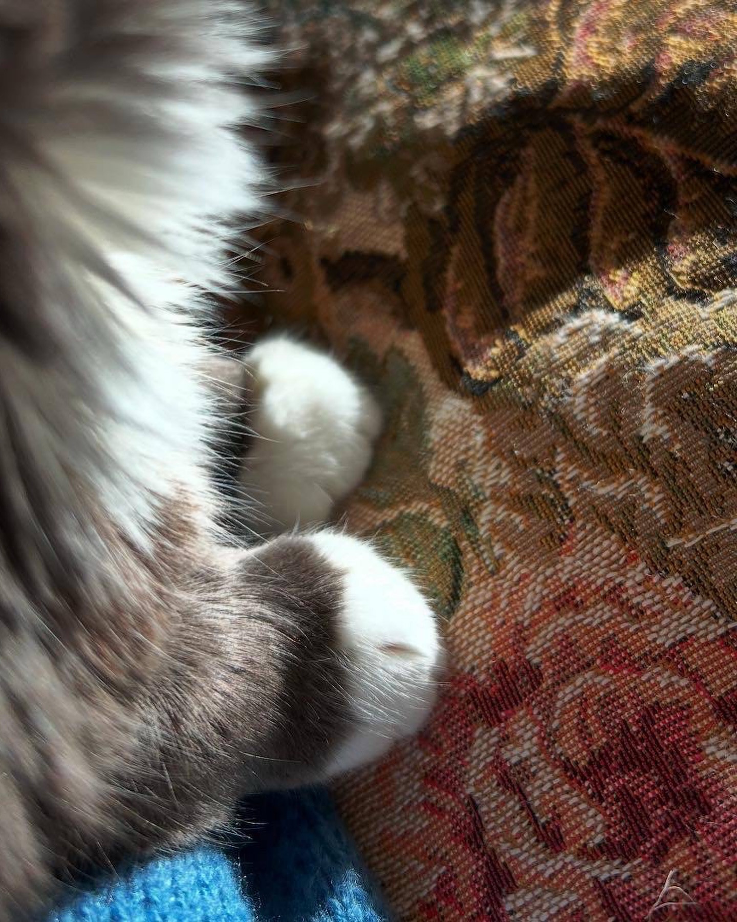 Fluffy Cat Paws on Patterned Rug